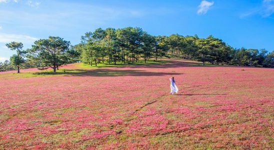 Káº¿t quáº£ hÃ¬nh áº£nh cho CÃNH Äá»NG Cá» Há»NG ÄÃ&nbsp; láº¡t