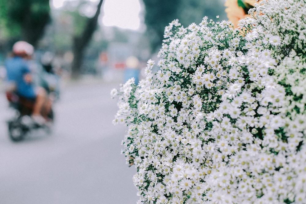 Hà Nội lãng mạn mùa Cúc Họa Mi mùa sang Đông - ảnh 2