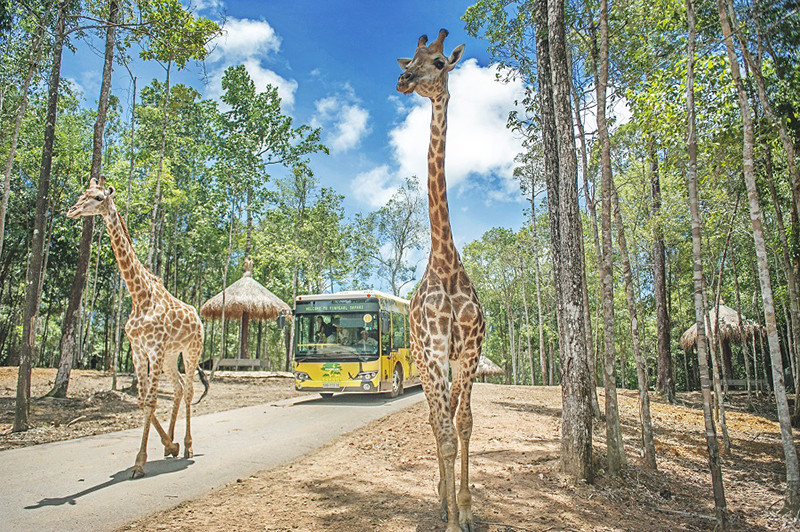 Tham quan thú hoang dã đặc sắc tại Vinpearl Safari Phú Quốc - ảnh 1