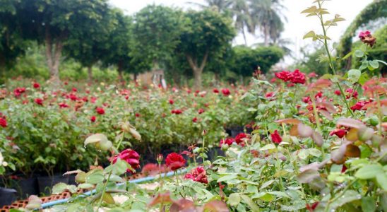 Tour 1 ngày miền Tây KDL vườn hoa hồng Sa Đéc