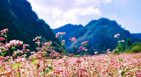 Hà Giang - mùa tam giác mạch