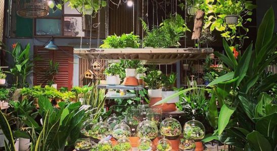 Khu vườn xanh mát tại Cú Trên Cây