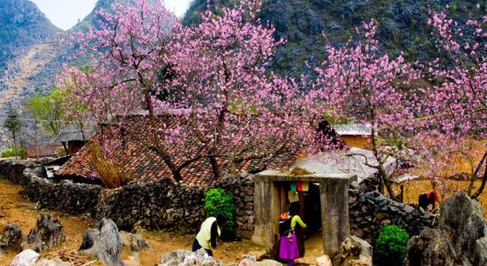 Sapa mùa xuân