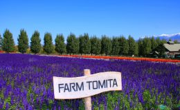 Những địa điểm ngắm hoa oải hương nổi tiếng tại Nhật Bản - Ảnh 1