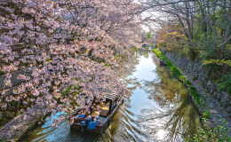 Mùa xuân Nhật Bản thường bắt đầu vào tháng 3 đến tháng 5