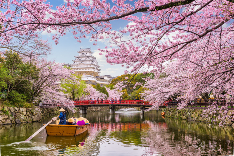 Hoa anh đào tại Lâu đài Osaka