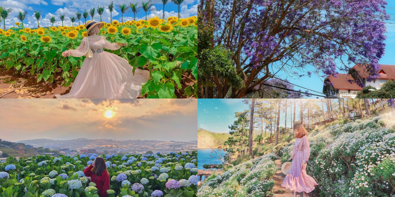 Những loài hoa khoe sắc dịp lễ 30/4 01/5 tại Đà Lạt