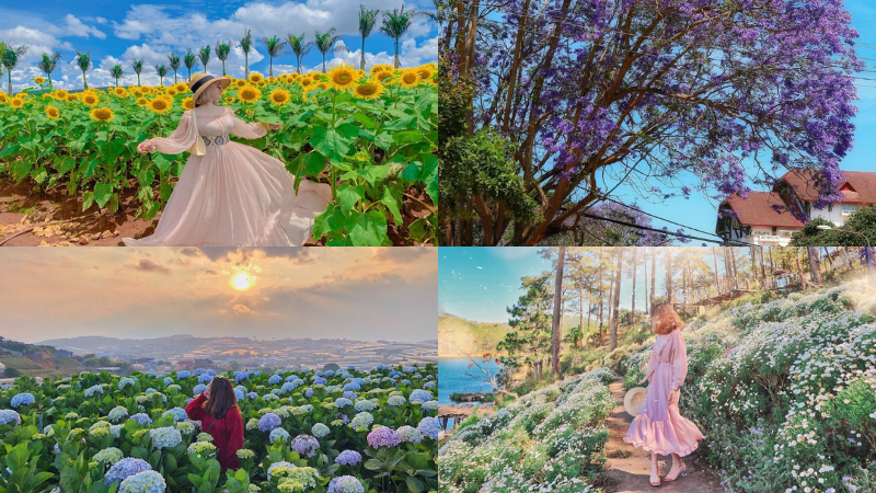 Những loài hoa khoe sắc dịp lễ 30/4 01/5 tại Đà Lạt Những loài hoa khoe sắc dịp lễ 30/4 01/5 tại Đà Lạt