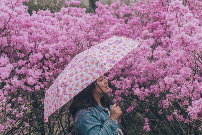 Du lịch Busan Hàn Quốc mùa xuân ngắm hoa anh đào Du lịch Busan Hàn Quốc mùa xuân ngắm hoa anh đào