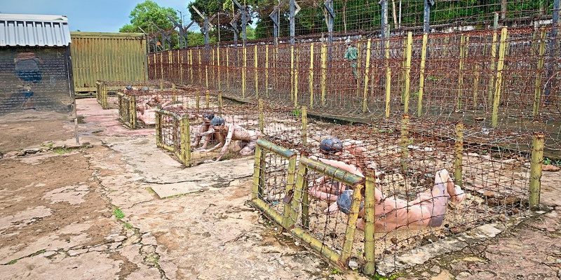 Nhà tù bao bọc bởi gần 10 lớp kẽm gai chằng chịt