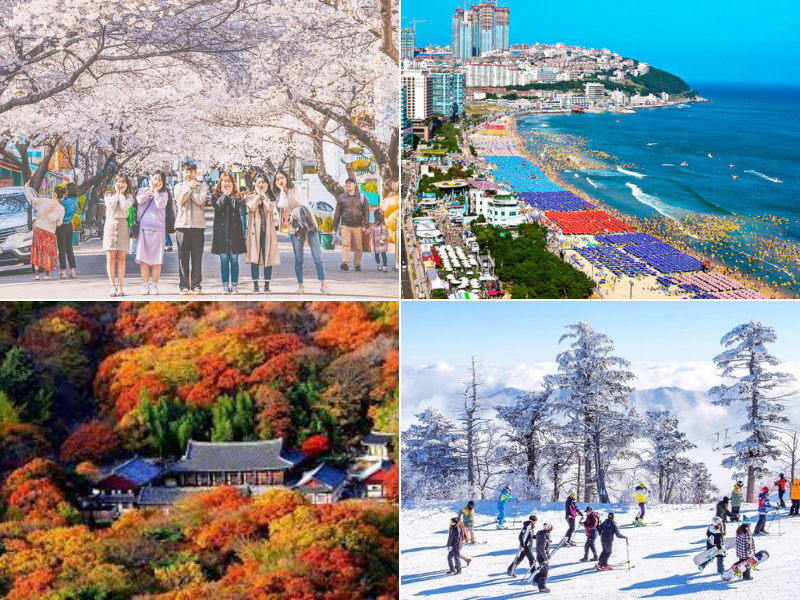 Vẻ đẹp của Busan qua 4 mùa 