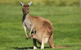 Chuột túi Kangaroo