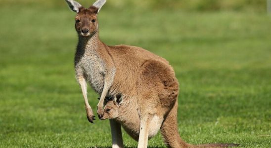 Chuột túi Kangaroo