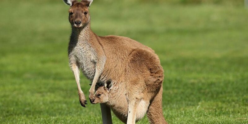 Chuột túi Kangaroo