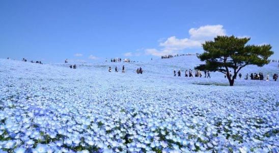 Không gian xanh biếc của hoa Nemophila
