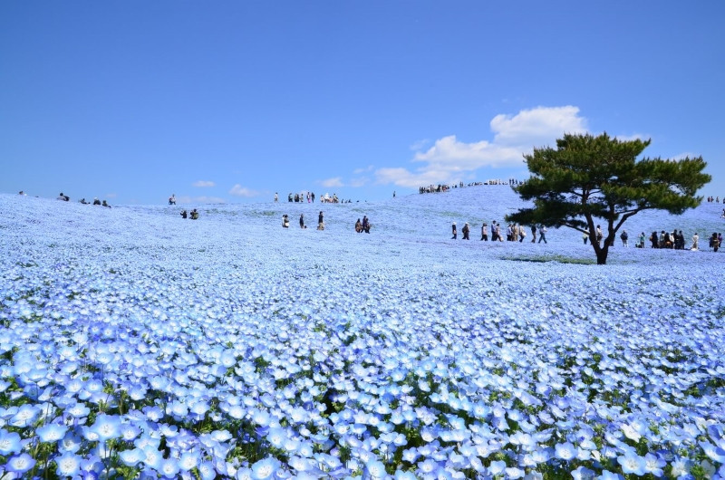 Không gian xanh biếc của hoa Nemophila Không gian xanh biếc của hoa Nemophila