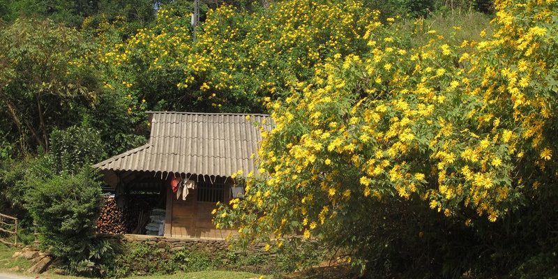 Mùa hoa dã quỳ nở vàng rực ở Buôn Ma Thuột
