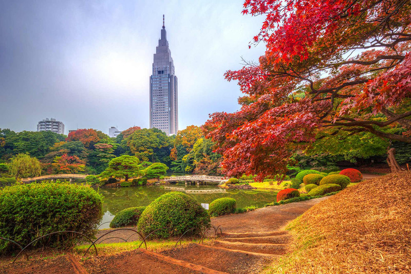 Mùa lá đỏ ở công viên Shinjuku Gyoen Mùa lá đỏ ở công viên Shinjuku Gyoen