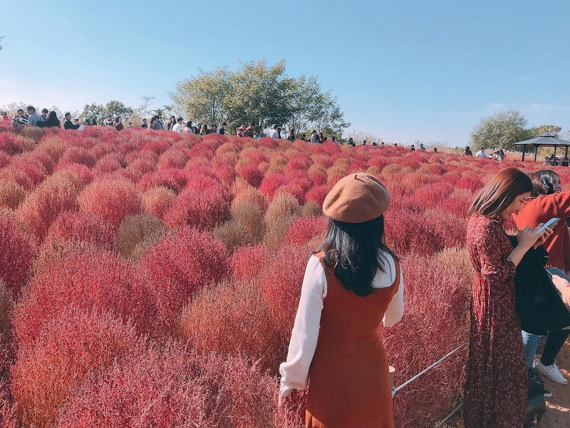 Những ngọn cây mùa thu đung đưa trong gió Những ngọn cây mùa thu đung đưa trong gió