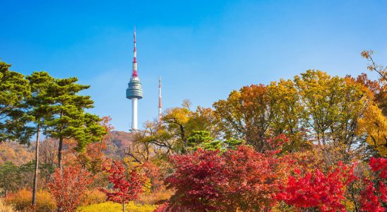 Sắc vàng rực rỡ tại công viên Namsan