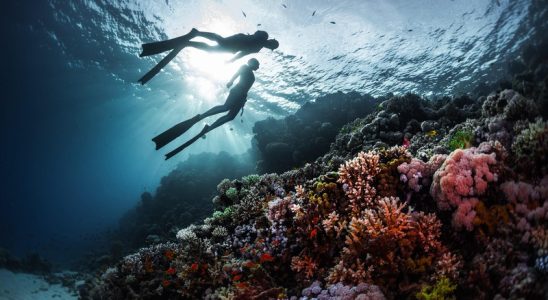 Freediving - Bộ môn thể thao dưới nước đầy hấp dẫn và mới lạ