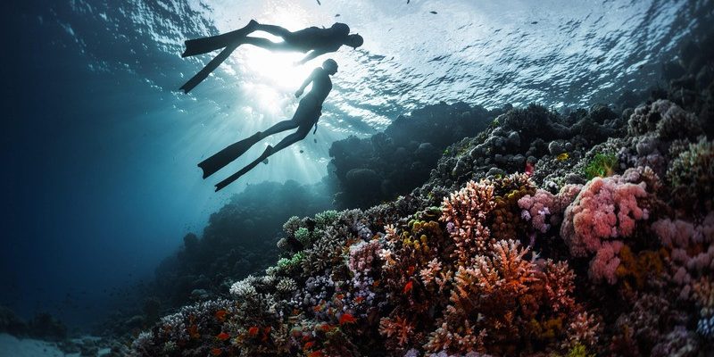 Freediving - Bộ môn thể thao dưới nước đầy hấp dẫn và mới lạ